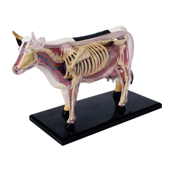 Анатомическая модел на органи на животни, 4D Играчка за сглобяване на интелигентност крави, обучение анатомическая модел, научно-популярна техника е 
